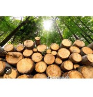 Дрова клен акція Козин